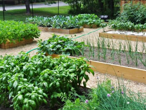 Community garden Community garden with beds of produce