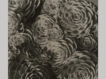 Imogen Cunningham, Hen and Chickens, before 1929 Succulents