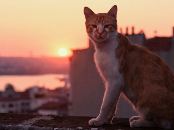 Film still from Kedi